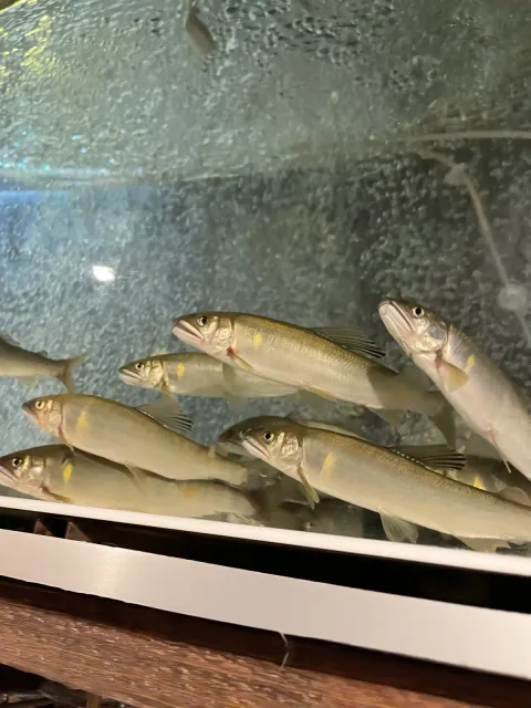 店内の水槽で泳ぐ鮎